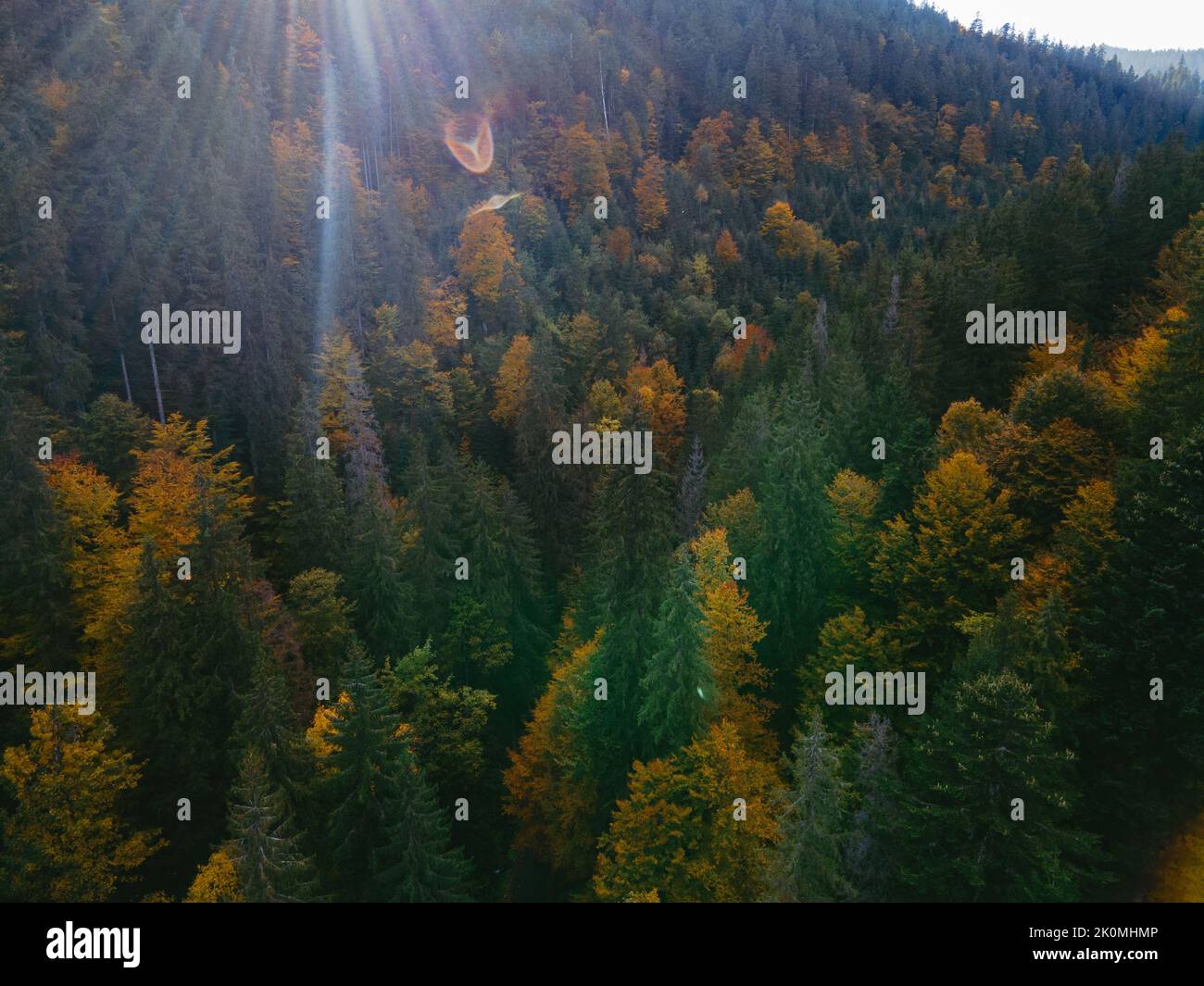 Aerial pine trees hi-res stock photography and images - Alamy