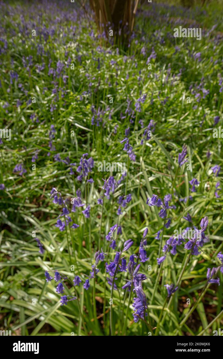 Natural environmental portrait of common Bluebells in an English woodland landscape setting Stock Photo