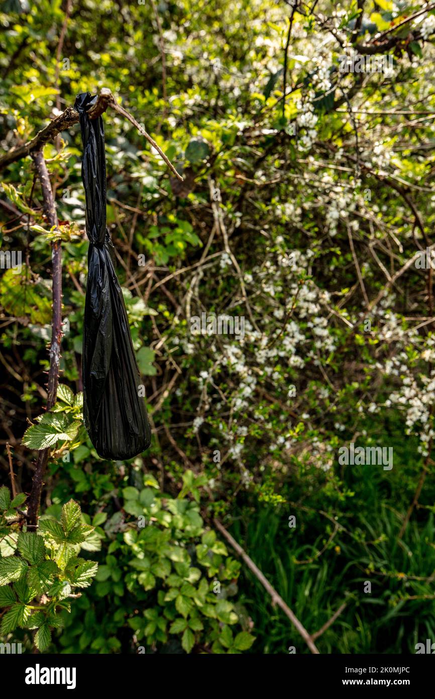 Thoughtless unsociable behaviour and environmental pollution of filled dog poo bags hung from shrubbery along a recreational walkway Stock Photo