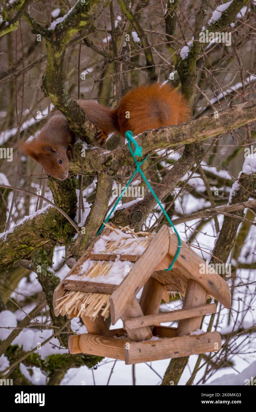 Winter squirrels in Lazienki PArk in Warsaw Stock Photo