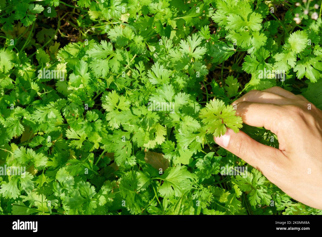 Coriander growing green cilantro in a hydroponic farm in the home or