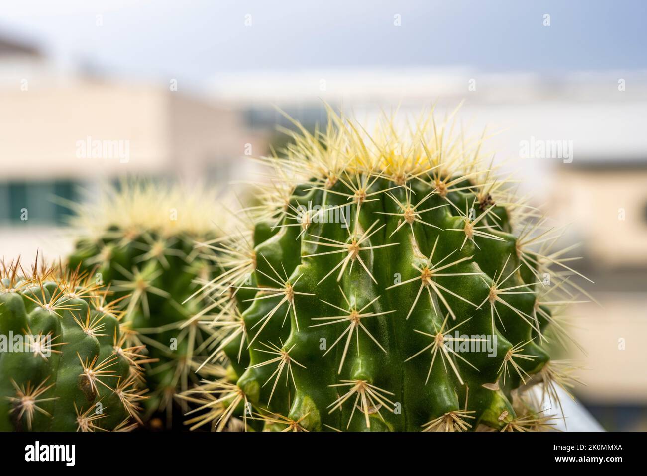 Small barrel cacti huddled together with all their needle-thin spikes on a cloudy day Stock Photo