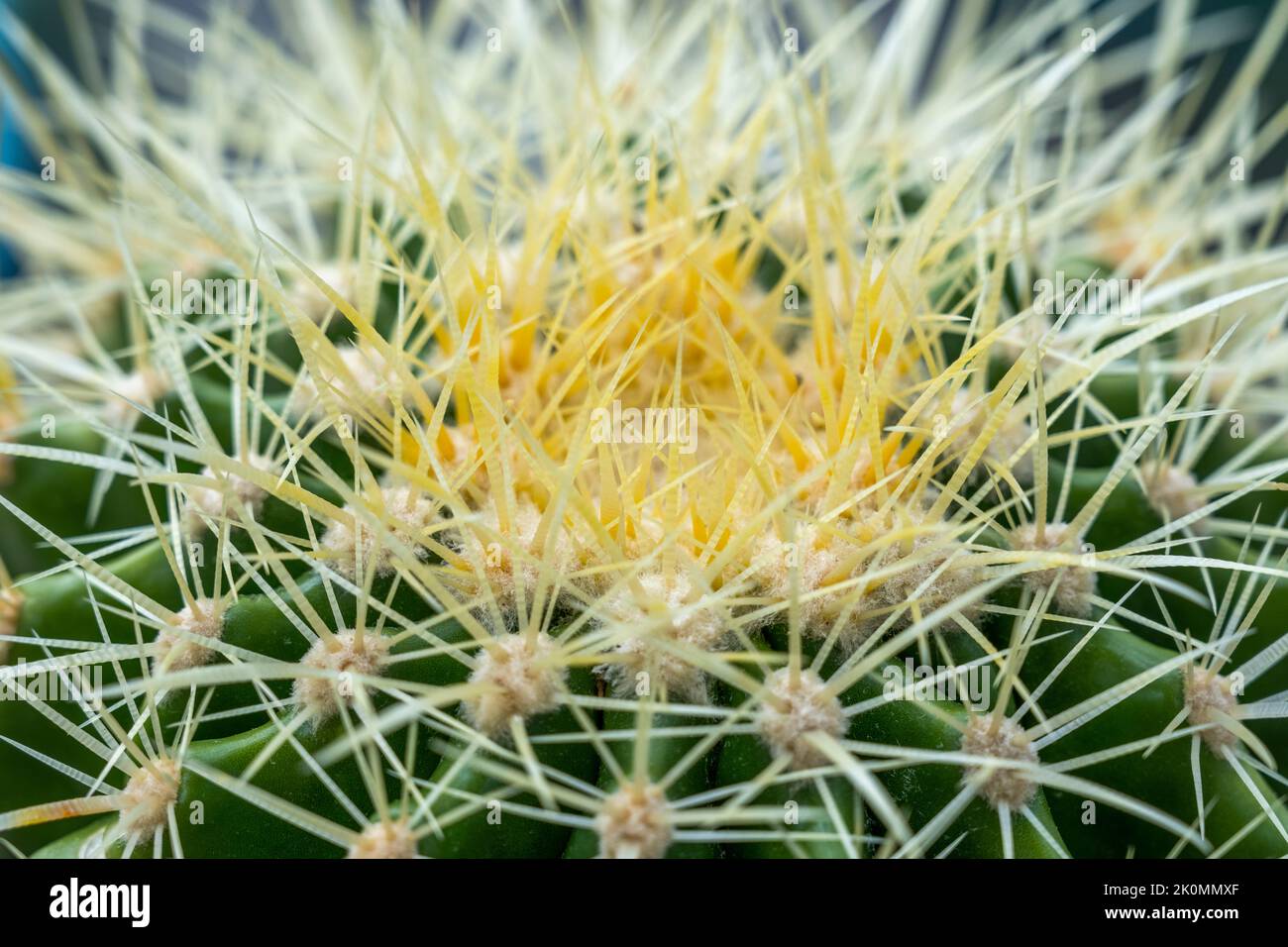 Top of a barrel cactus or mother-in-law's seat with all its fine needle-like tips on a cloudy day Stock Photo