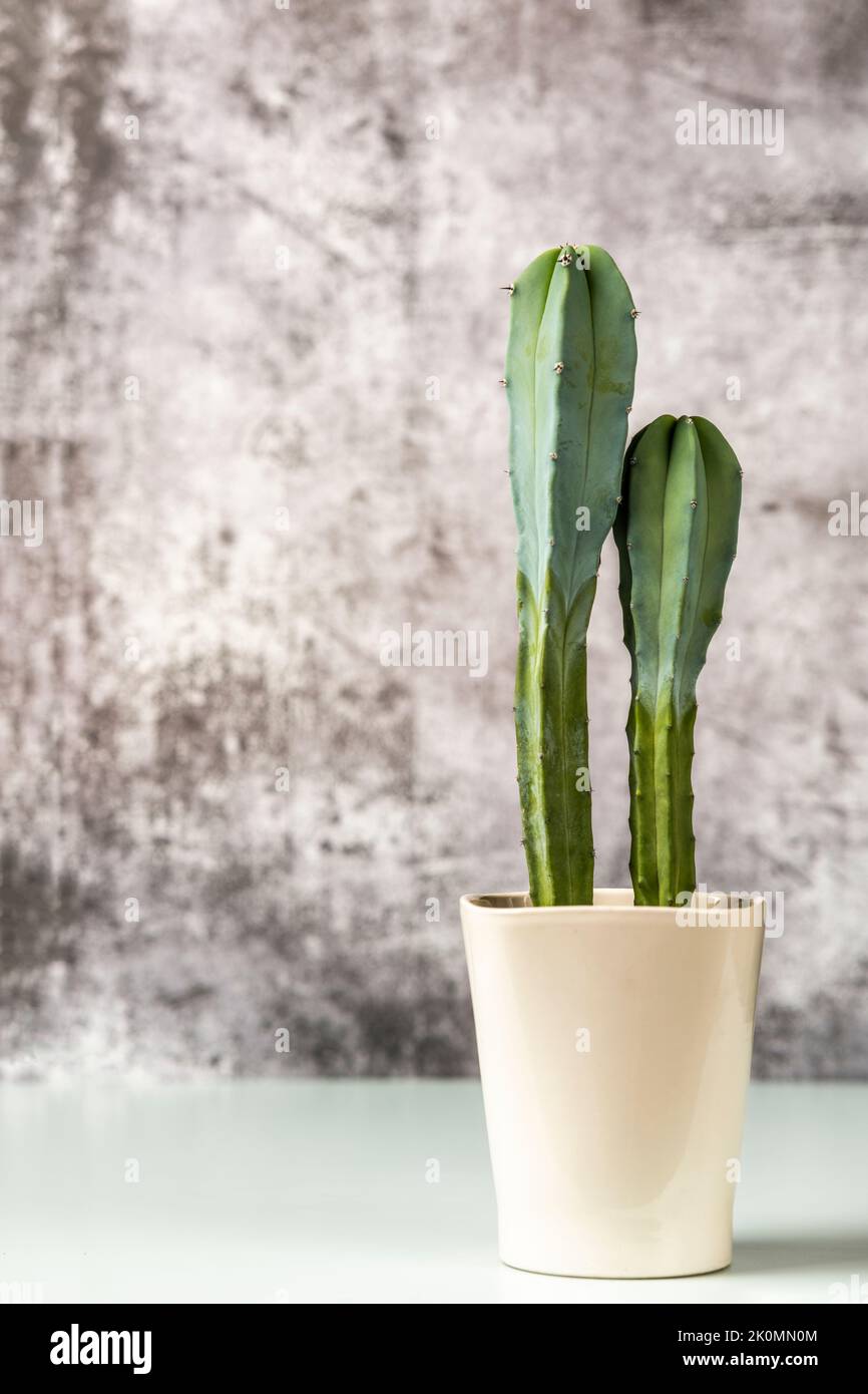 Pretty cereus family cacti in white porcelain pot on sky blue table and gray background Stock Photo