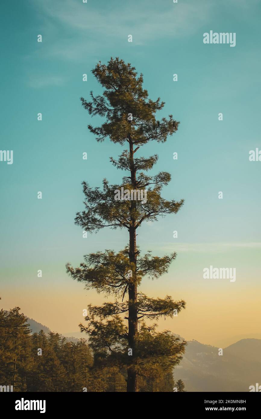 A tall tree with sunset sky on the background Stock Photo - Alamy