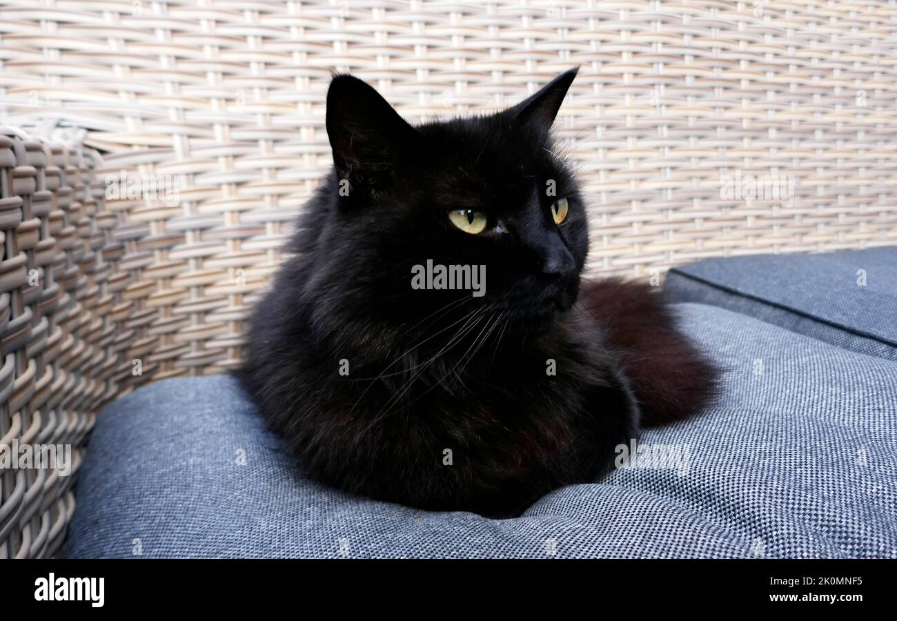 An almost black Maine Coon cat lying on a bench outside Stock Photo
