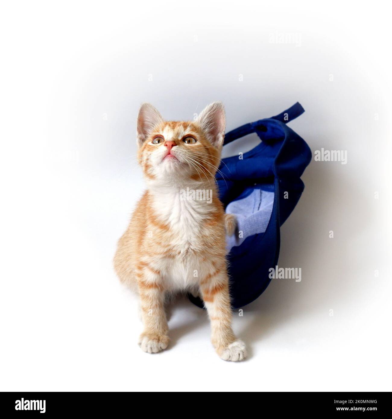 Ginger kitten with a blue baseball cap on a white background. Stock Photo