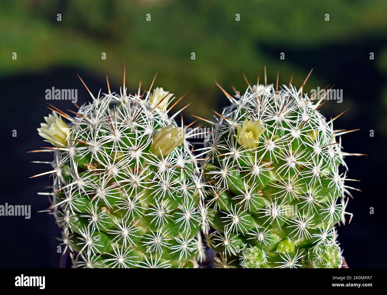 Thimble cactus with flowers (Mammillaria gracilis or Mammillaria vetula