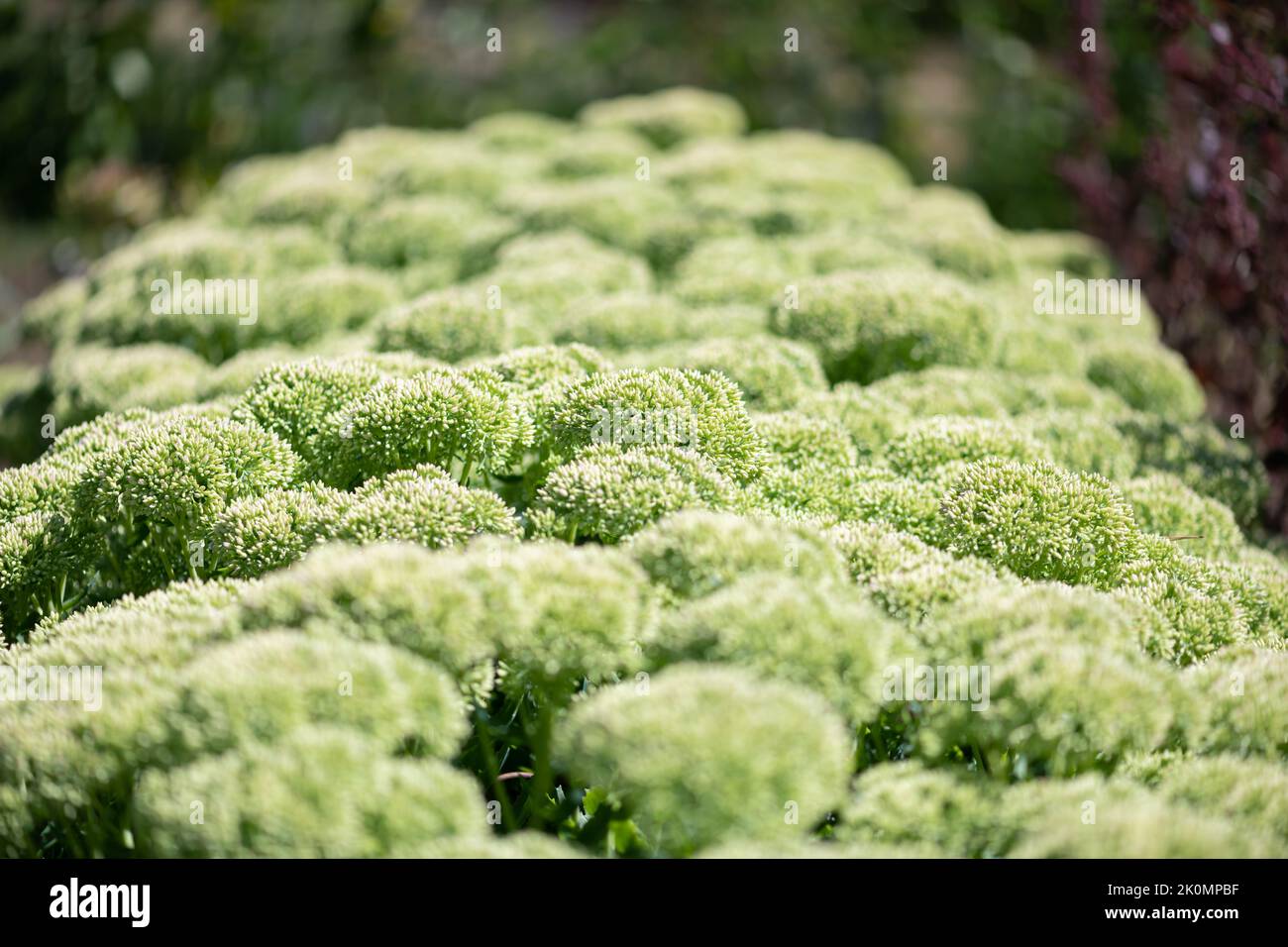 Sedum flowers emerging into bloom Stock Photo Alamy