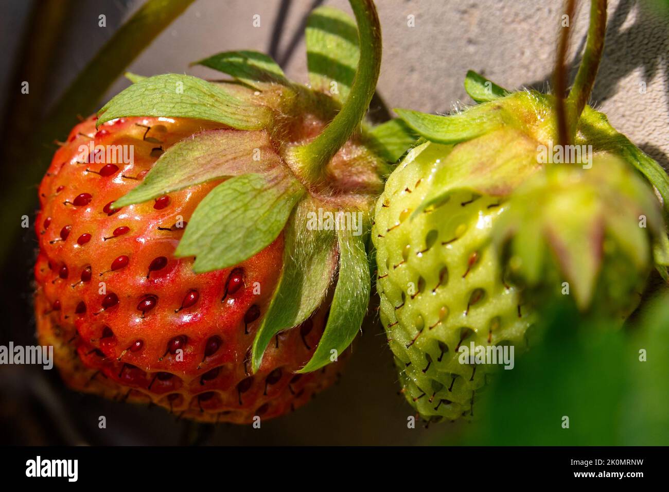 A closeup of red and green unripe strawberries Stock Photo - Alamy