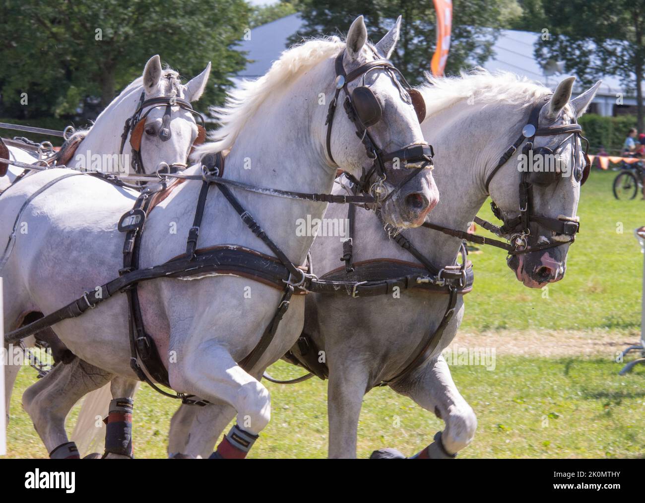 Horse team at a competition in nature Stock Photo