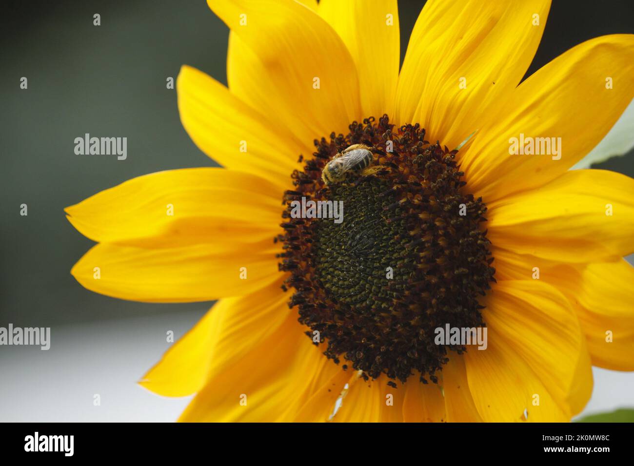 Honey Bee gathering pollen on a Sunflower. Closeup image of full bloom