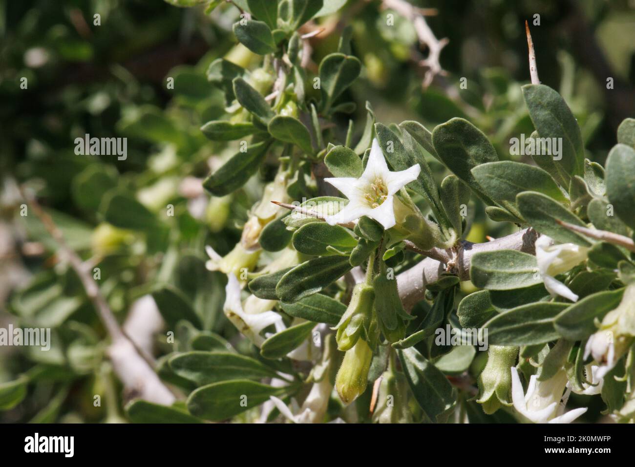 White flowering cymose cluster inflorescences of Lycium Cooperi, Solanaceae, native shrub in the Little San Bernardino Mountains, Springtime. Stock Photo