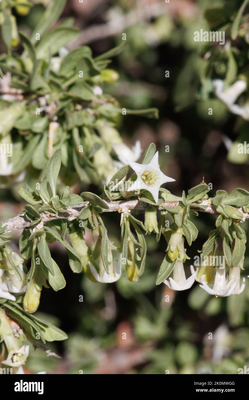 White flowering cymose cluster inflorescences of Lycium Cooperi, Solanaceae, native shrub in the Little San Bernardino Mountains, Springtime. Stock Photo