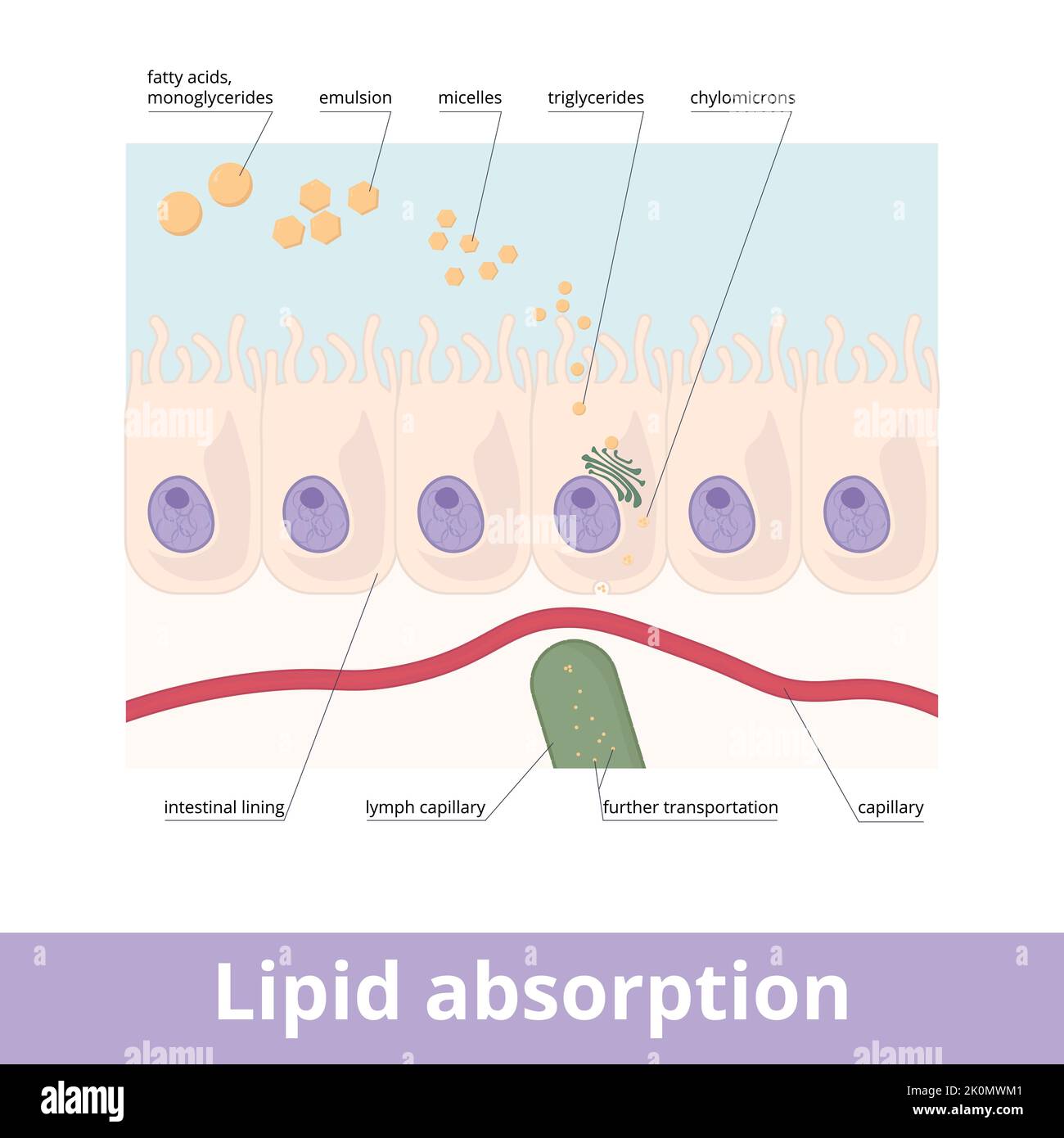 Lipid absorption. Fat globules absorption in the digestive system