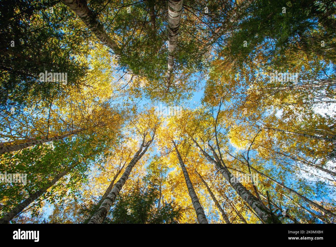 A low-angle shot of tall trees in a forest on an autumn day Stock Photo ...
