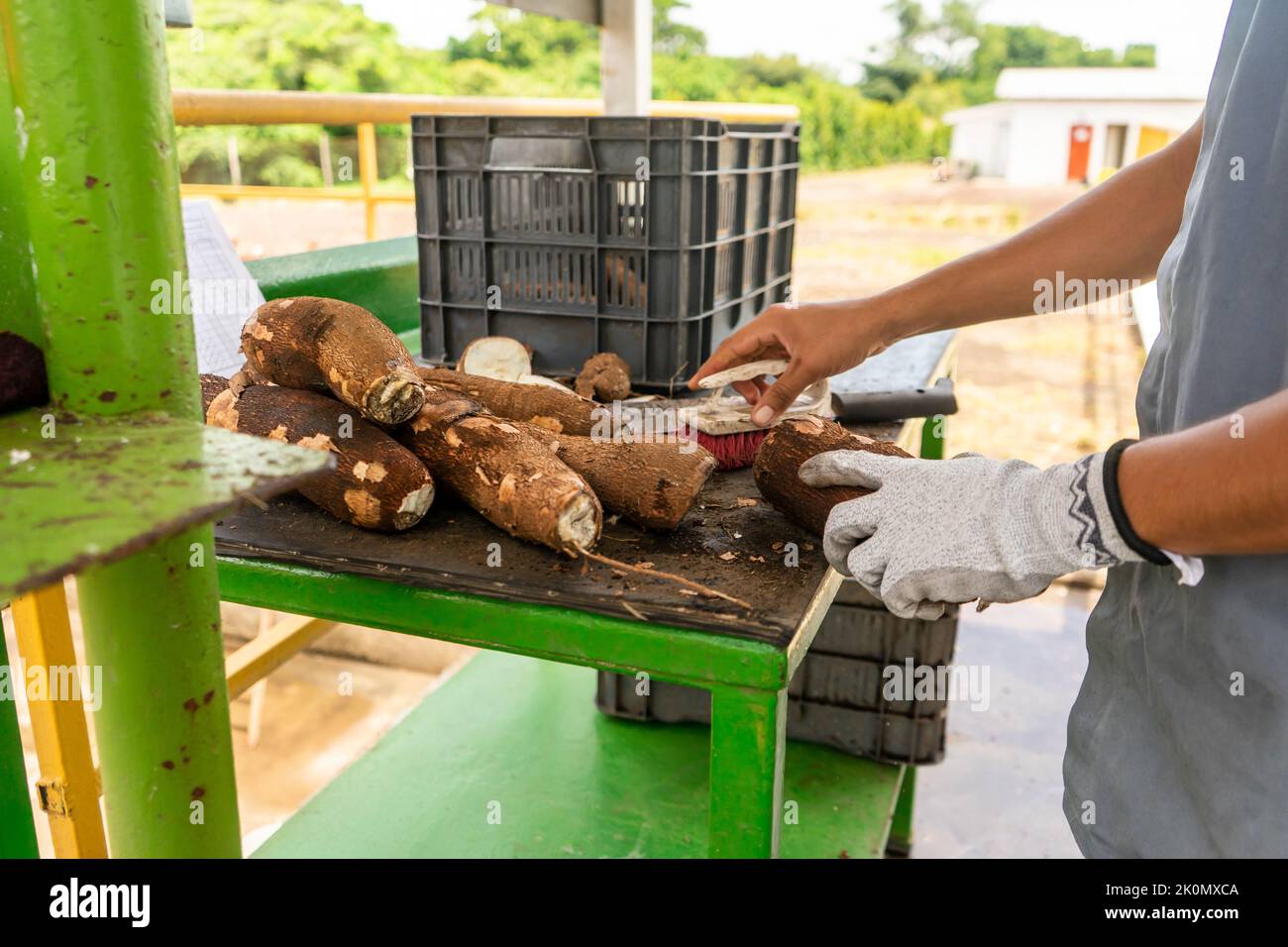 Operator sorting pieces of cassava in a food processing plant Stock