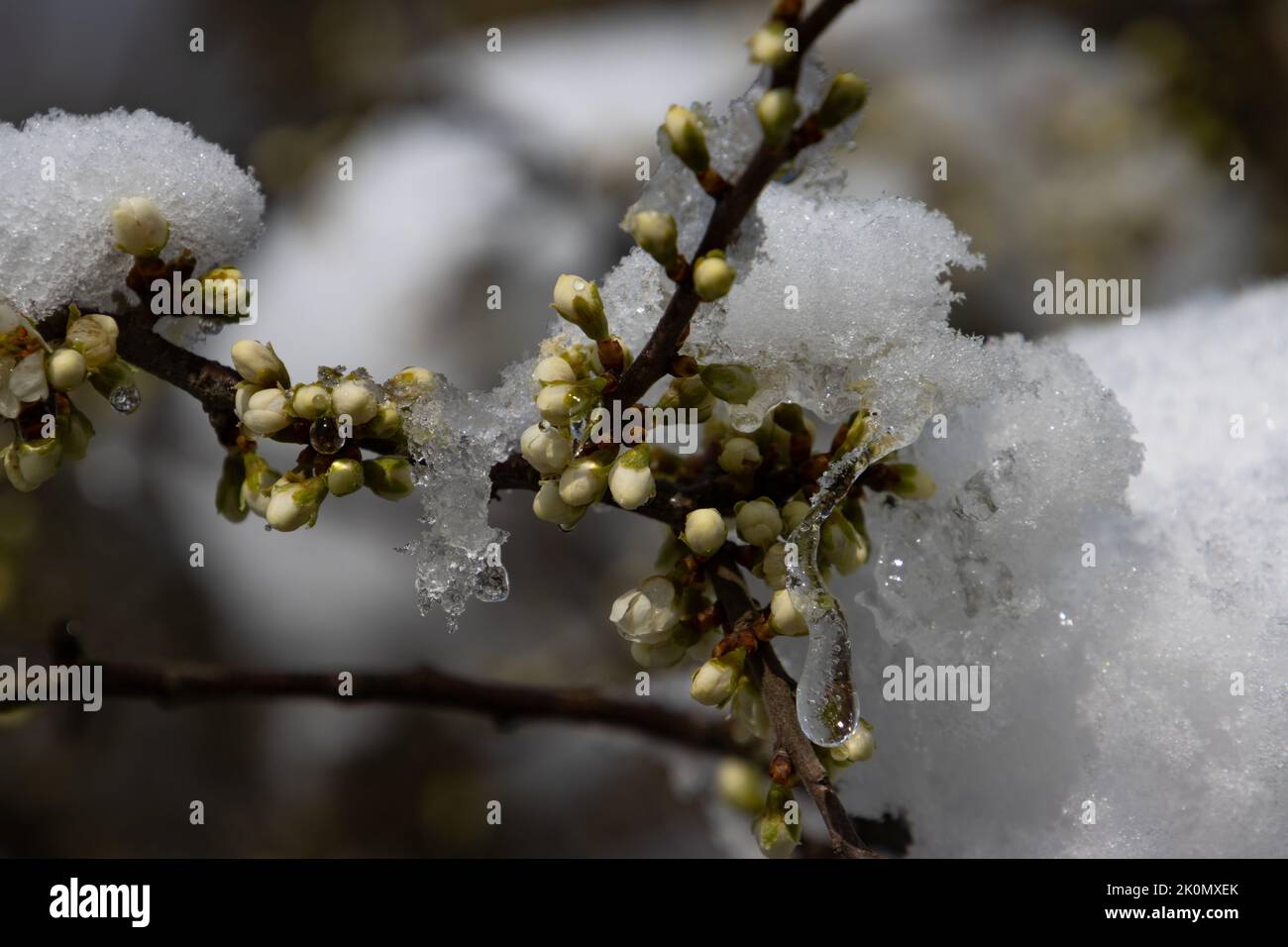 Flower buds of a blackthorn bush covered with snow and ice Stock Photo