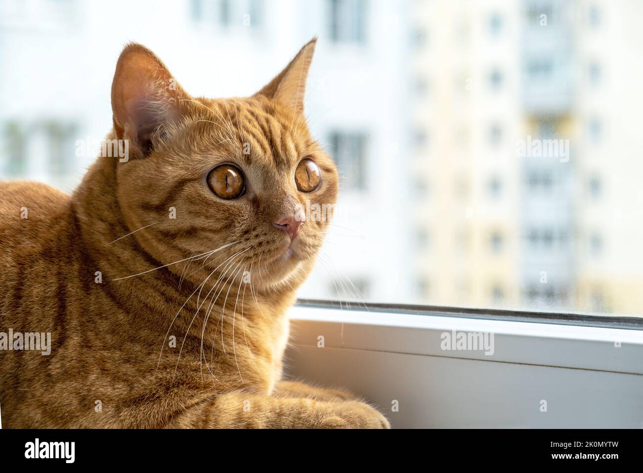 Red striped young domestic cat sits on the windowsill. Stock Photo