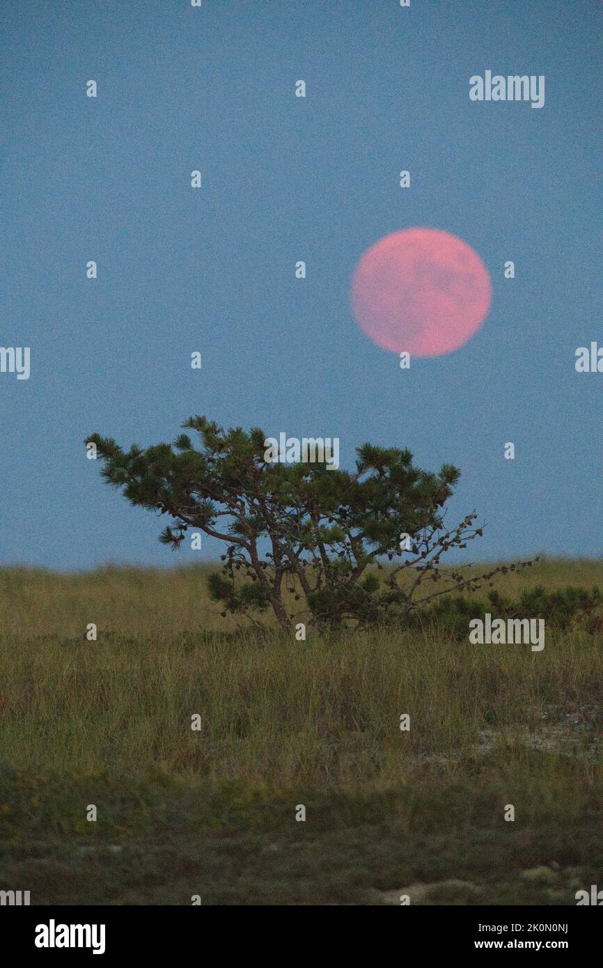 The Harvest Moon (September full moon) rises over West Dennis, Massachusetts on Cape Cod Stock Photo