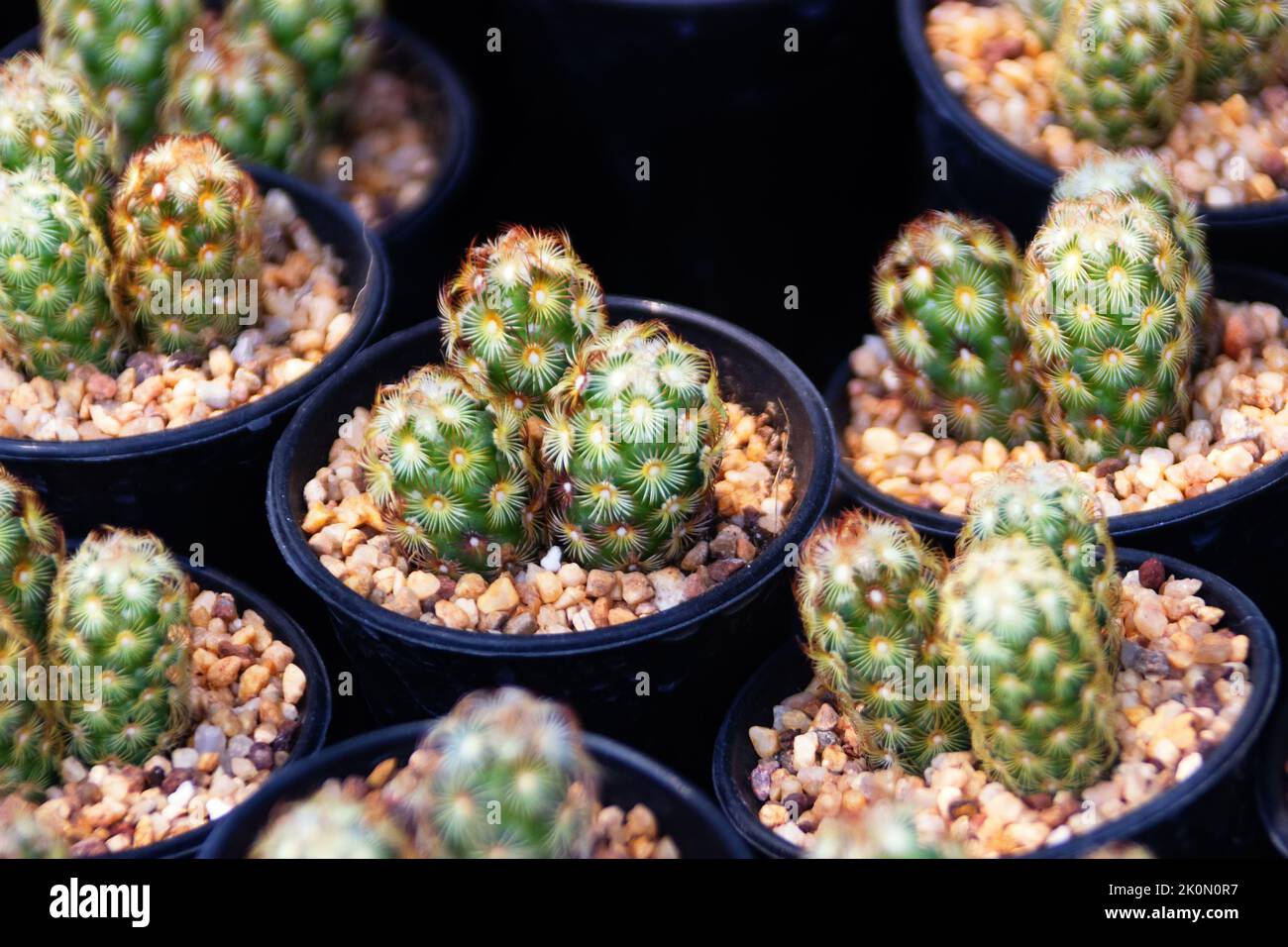 Cactus and milkweed breeding. Mammillaria Stock Photo