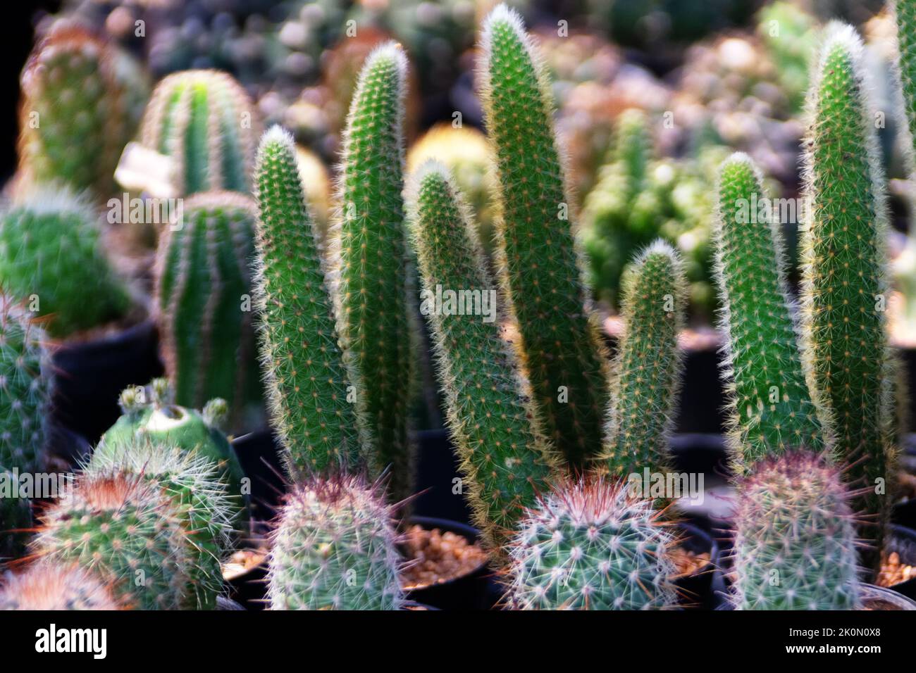 Cactus and milkweed breeding. Cleistocactus - south american cacti Stock Photo
