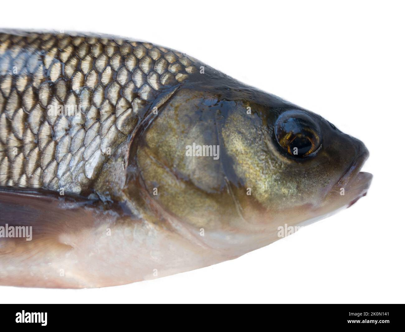 Nerfling; orfe; ide (Leuciscus idus) portrait isolated on a white background. The fish species is widely distributed in Europe. Southern part of Lake Stock Photo