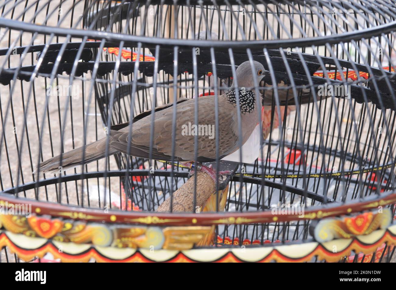 ALUN ALUN SELATAN, YOGYAKARTA, Indonesia. 11th Sep, 2022. Bird lovers from various regions enlivened the Dekukur Bird (Spilopelia chinensis) Natural Sound Art Competition in the South Square area, Yogyakarta, on September 12, 2022. A total of 222 participants were divided into three, beginner, junior, senior. five bird sound indicators namely front sound, middle sound, end sound, basic sound and rhythm style. The Dekukur (Spilopelia chinensis) has a medium-sized body (30 cm) with a pinkish-brown color, the tail of this bird looks long with a thick white outer edge, Wing feathers are darker Stock Photo