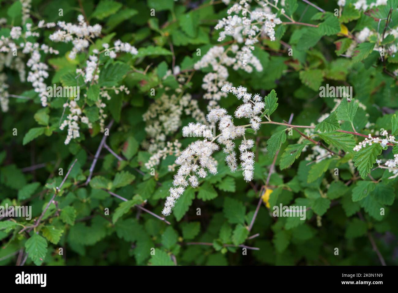 A closeup image of white flower clusters of the Ocean Spray plant (Holodiscus discolor), a native deciduous shrub growing in a Pacific NW forest. Stock Photo