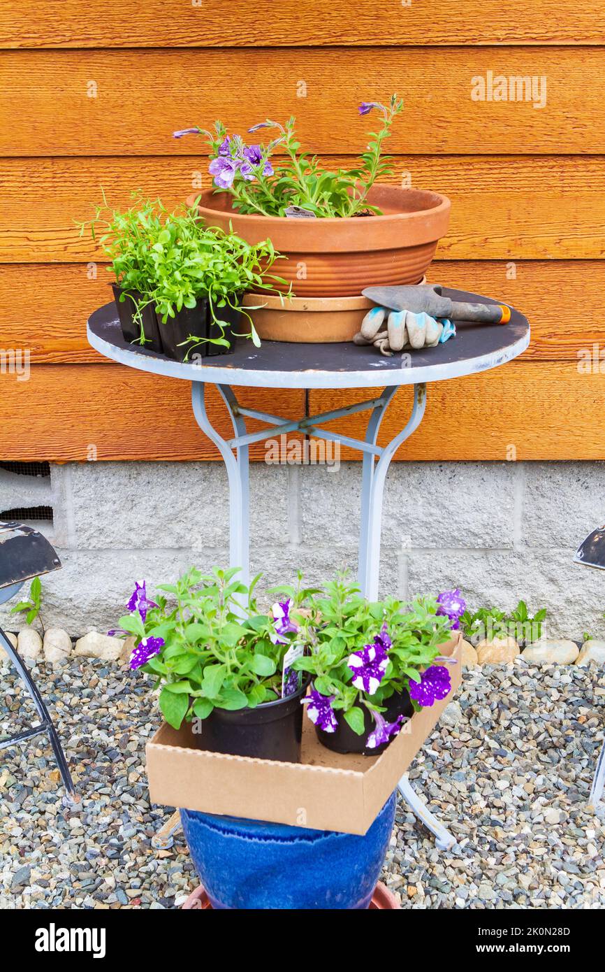 Potting up lobelia and blooming petunia plants in a ceramic pot in spring, with pair of gardening gloves and small trowel on an outdoor table. Stock Photo