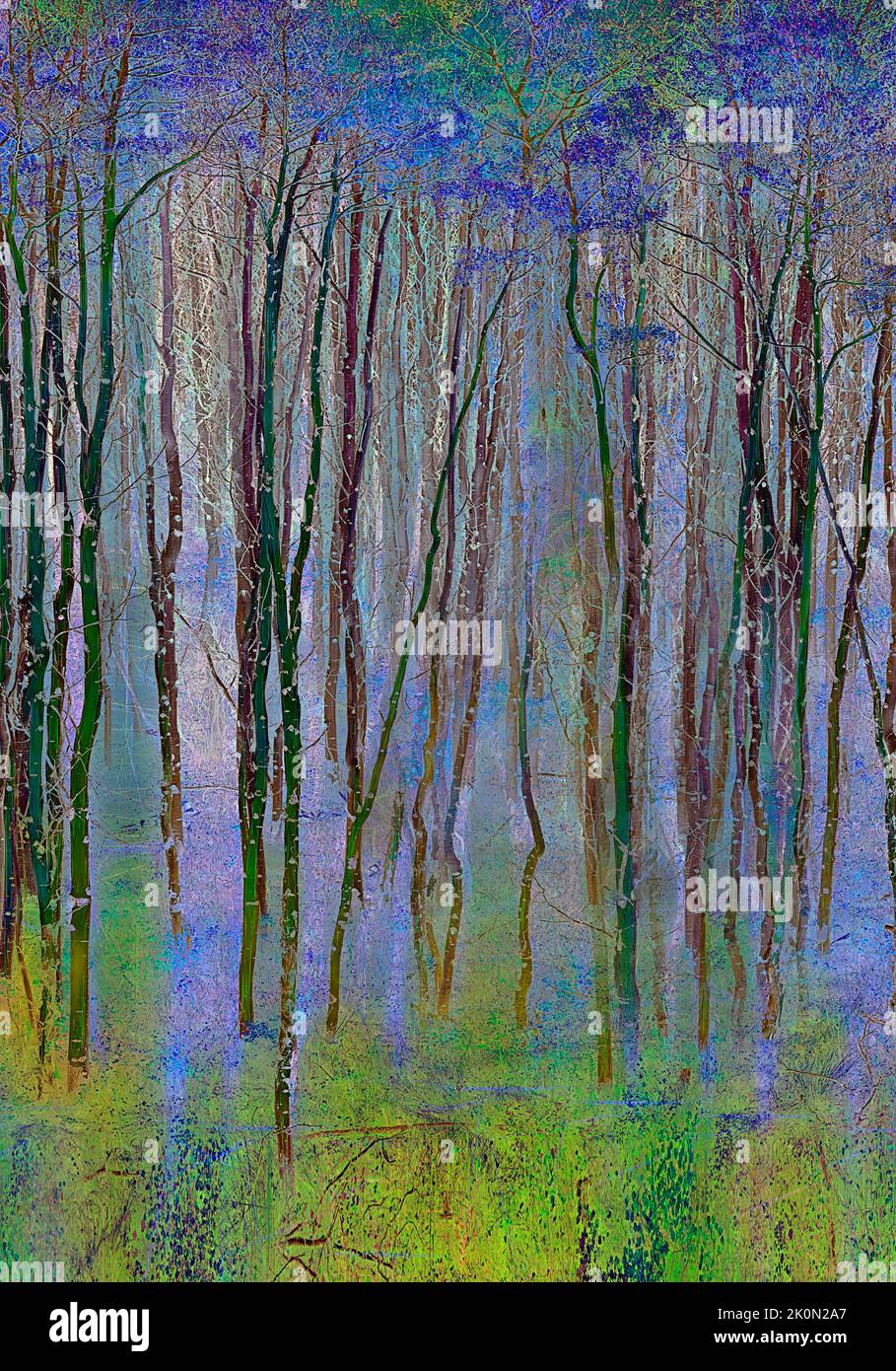 CONTEMPORARY ART: Magical forest in the Loisach Moor, Oberbayern, Germany by Edmund Nagele F.R.P.S. Stock Photo