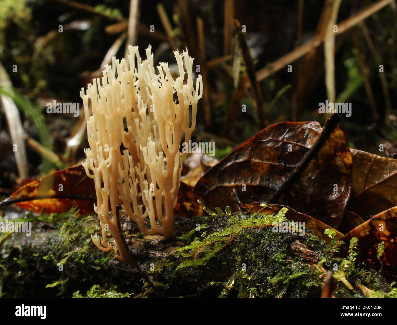 Crown-Tipped Coral (Artemyces) found in a cloud forest located in Barva Volcano, Costa Rica Stock Photo