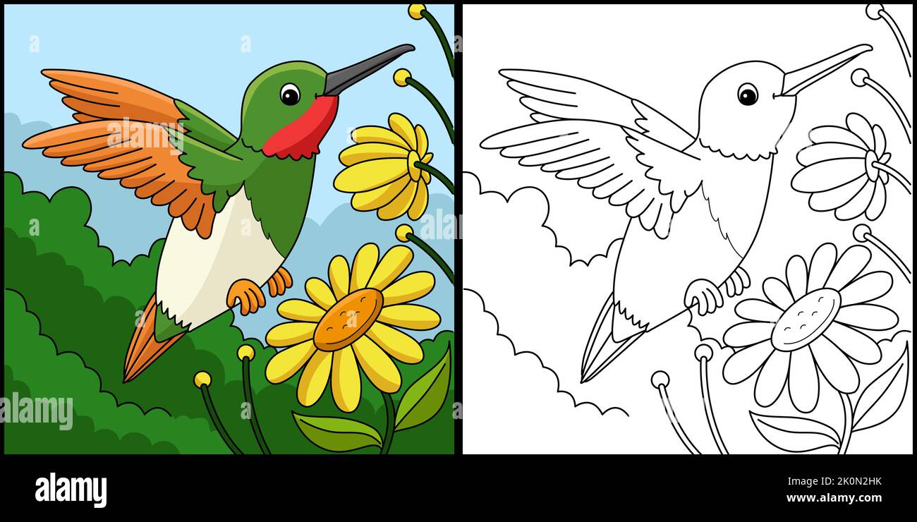 Hummingbird Animal Coloring Page Illustration Stock Vector Image & Art