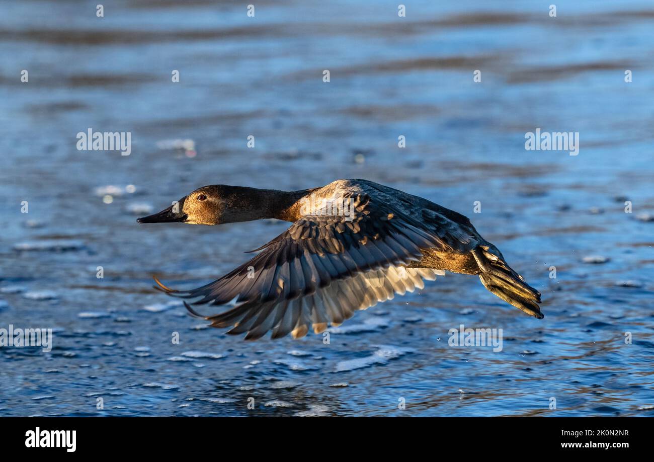 A beautiful female Canvasback duck flying close to the water, heading towards the last light of day over a Winter lake. Close up flight shot. Stock Photo