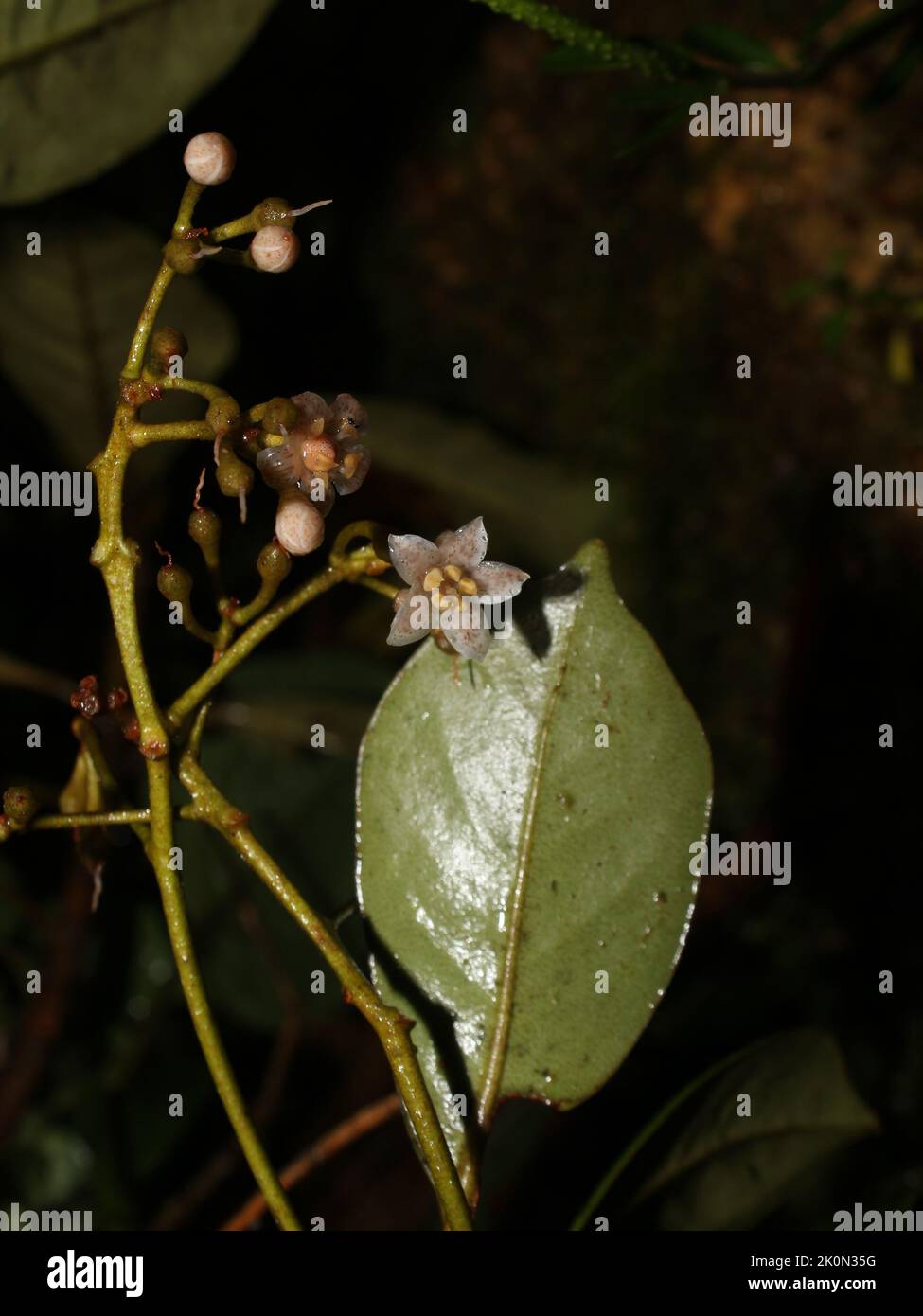 Flowers of 'Tucuico' tree (Ardisia pleurobotrya) Stock Photo
