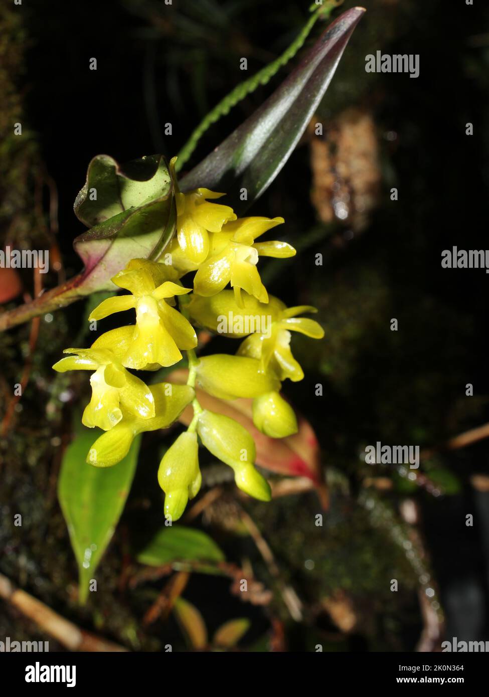 Yellow flowers of the endemic orchid Epidendrum barbae Stock Photo