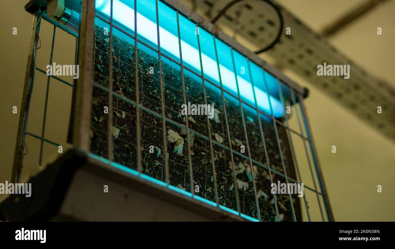 An industrial insecticidal lamp hanging from the ceiling for insect