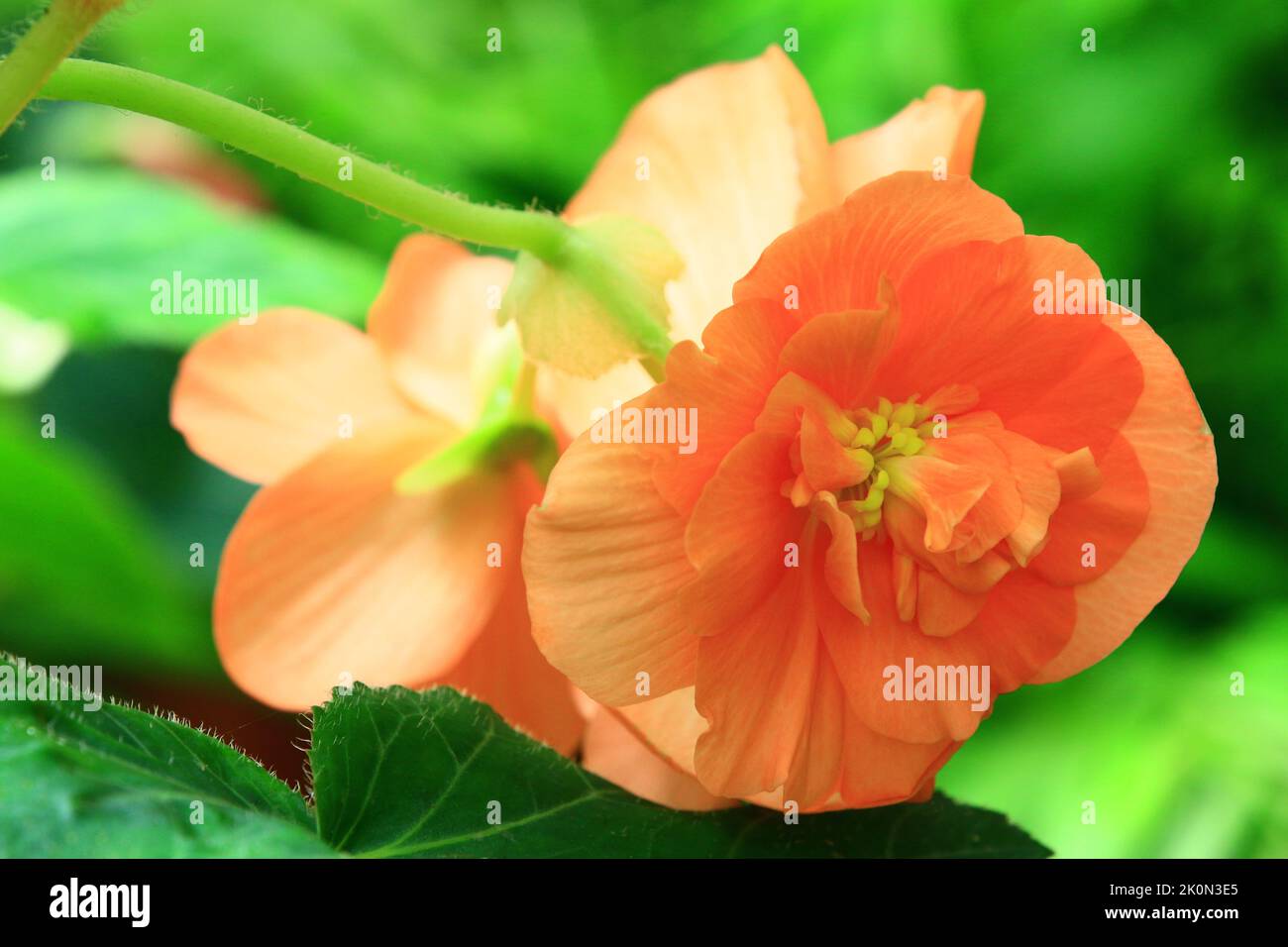 blooming colorful Begonia flowers,close-up of yellow with orange Begonia flowers blooming in the garden Stock Photo