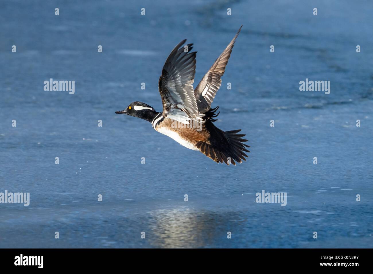 A Hooded Merganser drake taking flight over an icy Winter Lake in Colorado. Close up view. Stock Photo