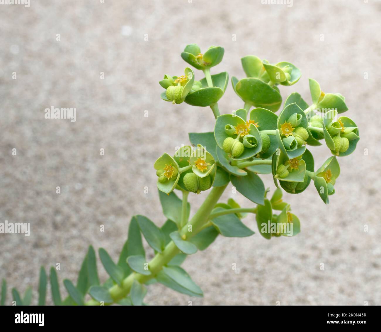 Sea Spurge - Euphorbia paralias Wild Flower of Sand Dunes Stock Photo