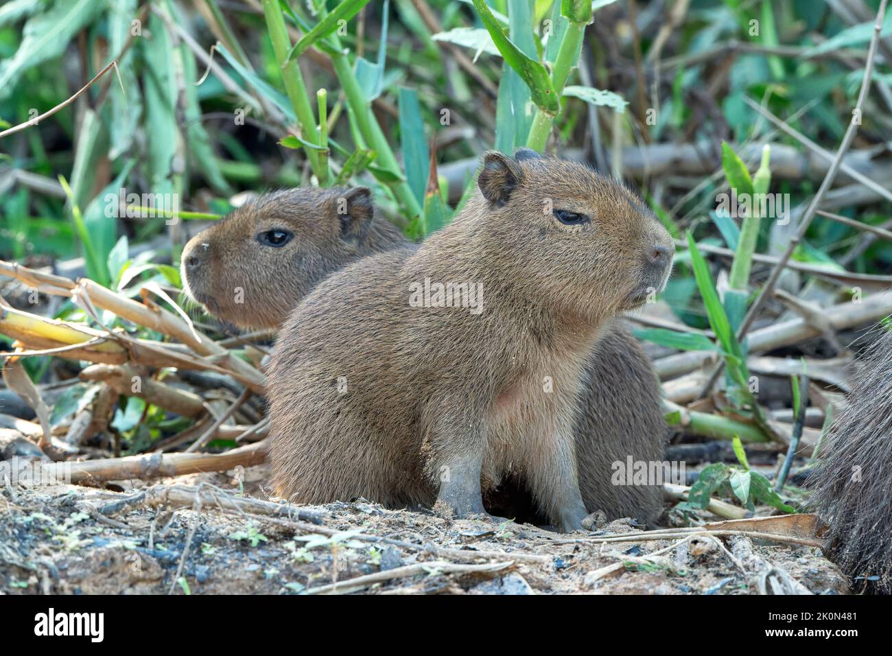 capybara, Hydrochoerus hydrochaeris, adult Pantanal, Brazil Stock Photo