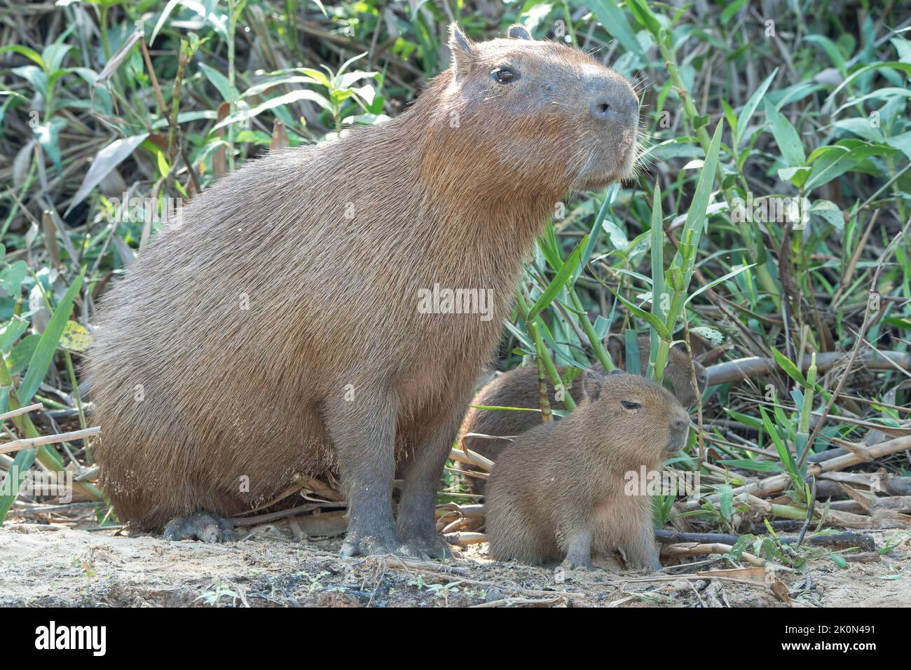 capybara, Hydrochoerus hydrochaeris, adult and young standing on mud of river, Pantanal, Brazil Stock Photo