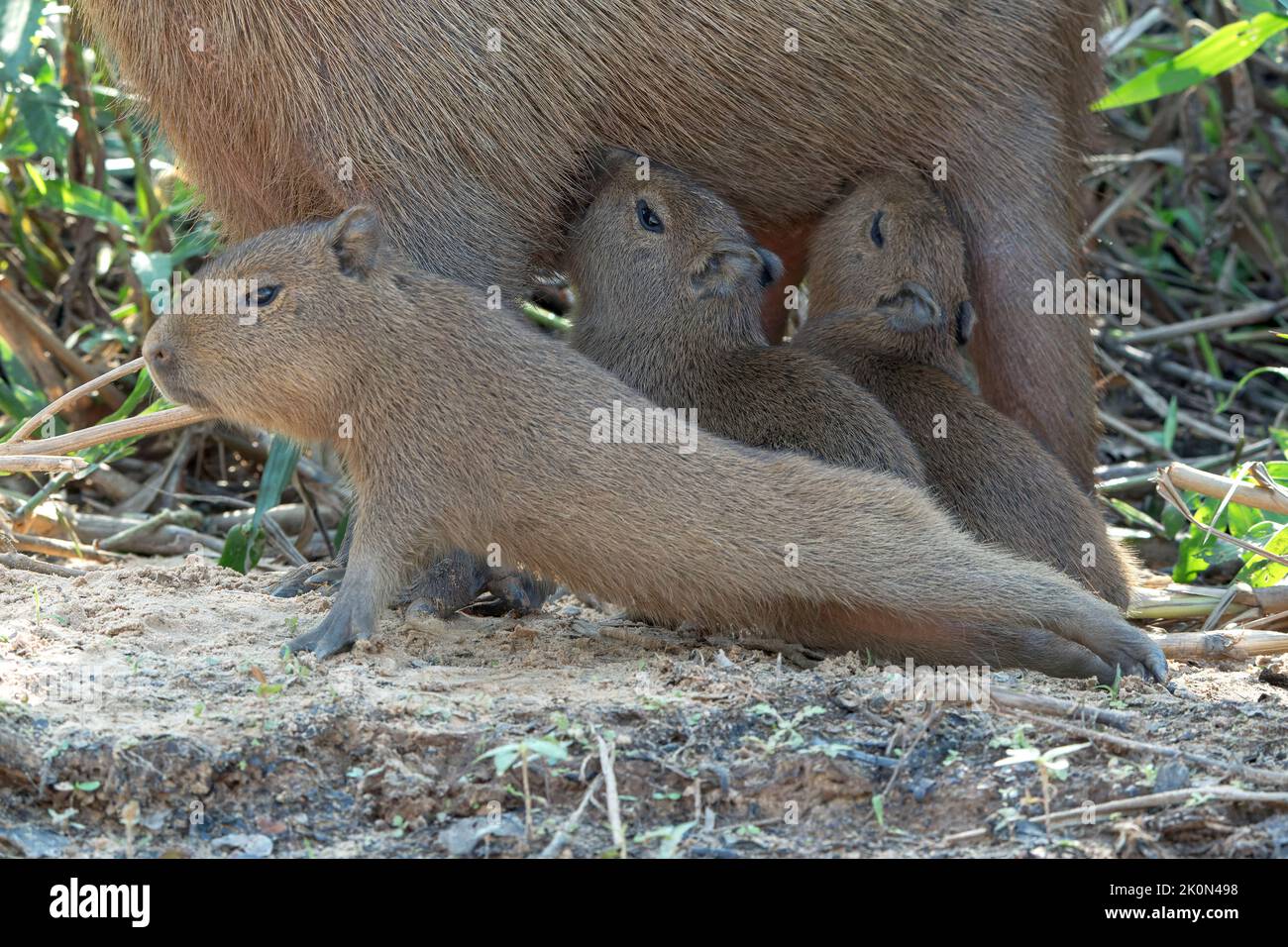 capybara, Hydrochoerus hydrochaeris, adult and young standing on mud of river, Pantanal, Brazil Stock Photo