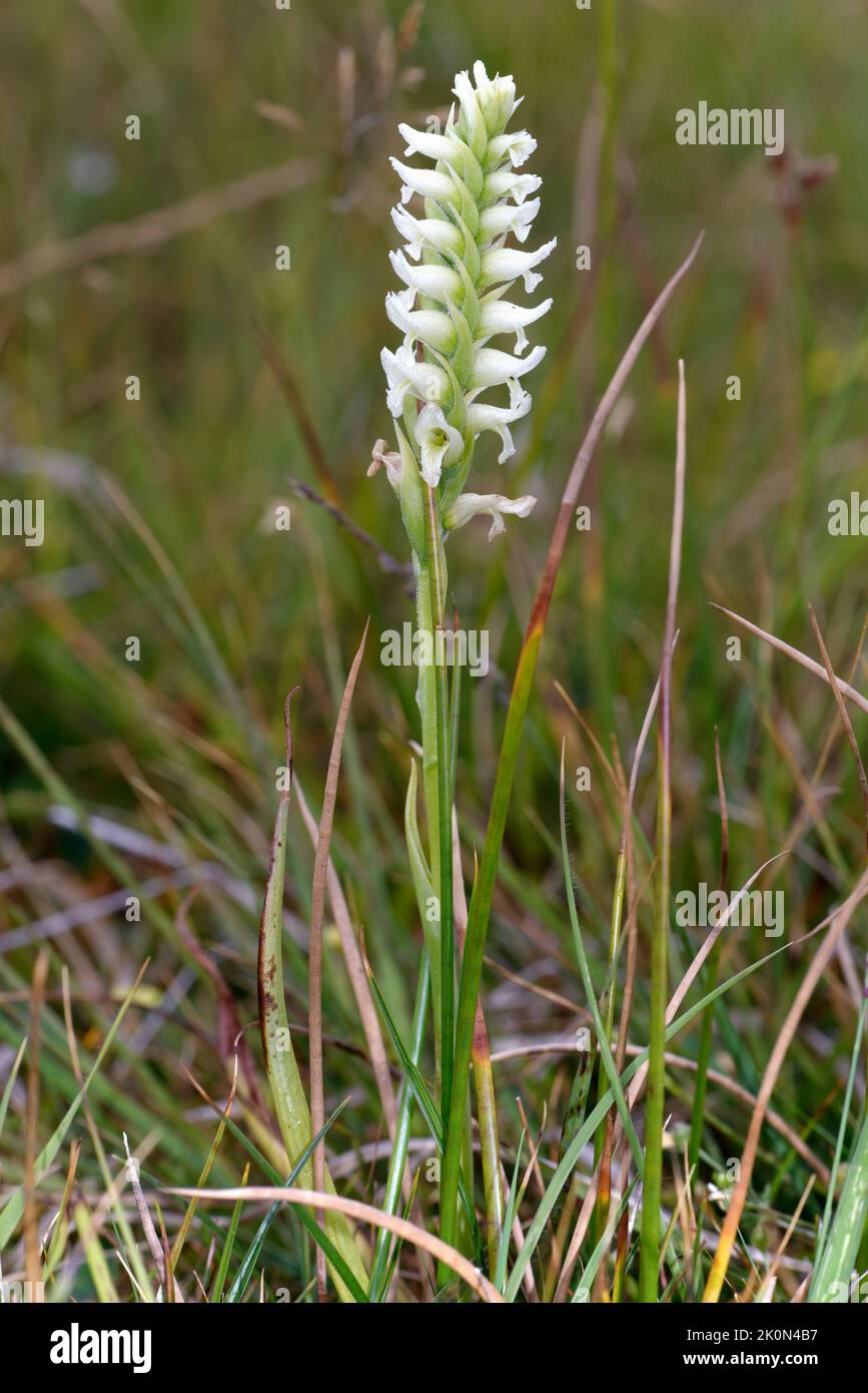 Irish Lady's-tresses - Spiranthes romanzoffiana, a very rare orchid in the UK Stock Photo