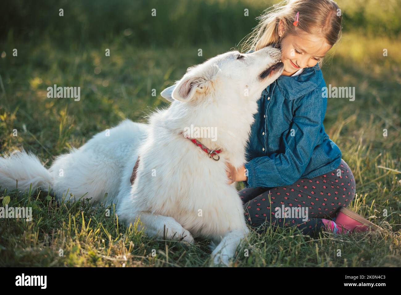 Beautiful white dog and sweet little girl, playing in the yard, a pet kissing a smiling child by licking her face Stock Photo