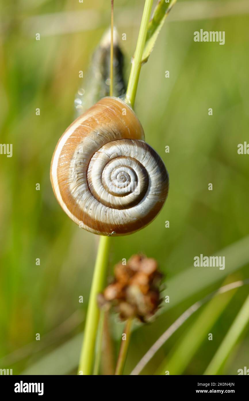 Western Heath Snail - Helicella itala on grass stem Stock Photo - Alamy