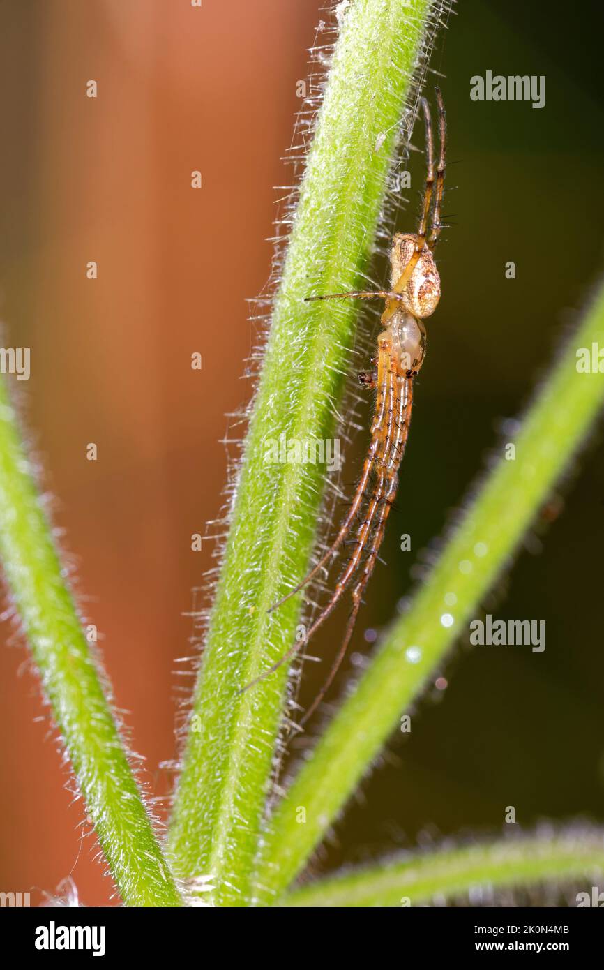 Orb Spider - Metellina segmentata  On Hedge Woundwort Stock Photo