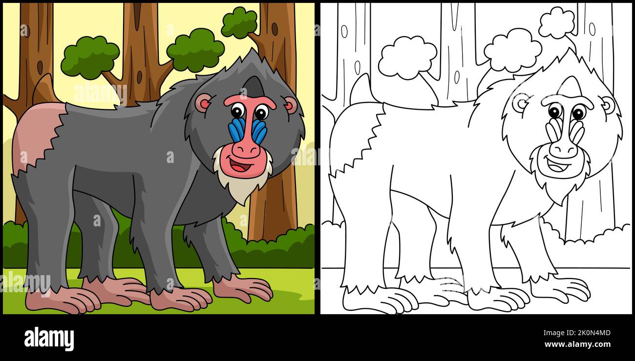 Mandrill Animal Coloring Page Colored Illustration Stock Vector