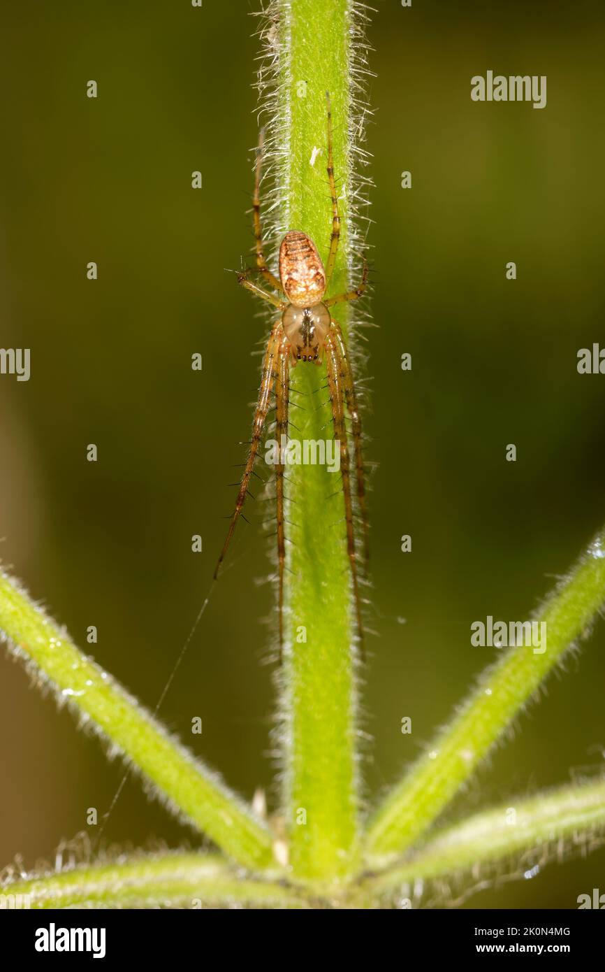 Orb Spider - Metellina segmentata  On Hedge Woundwort Stock Photo