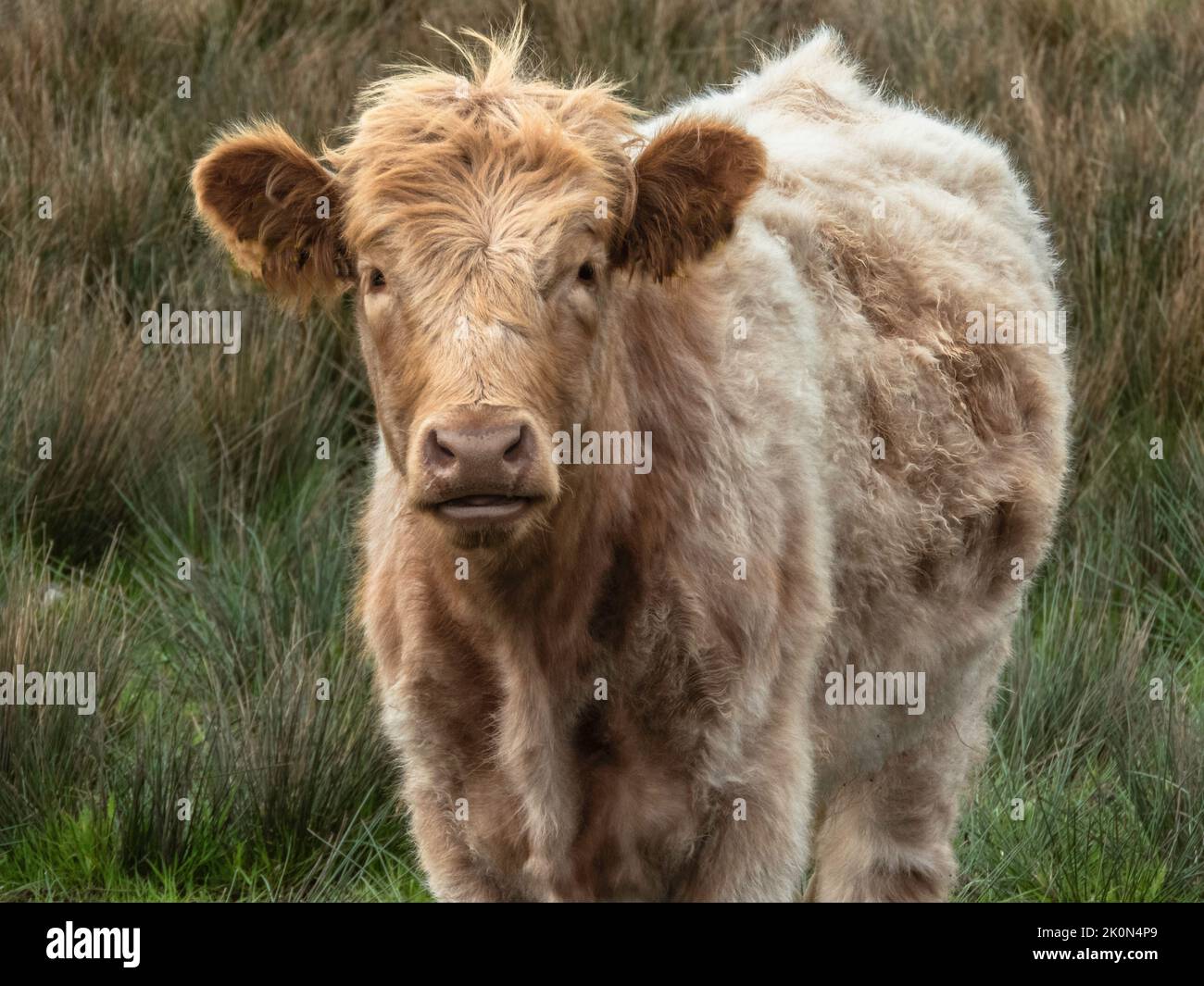 Young pale coloured highland cow stood in a green grss field Stock Photo